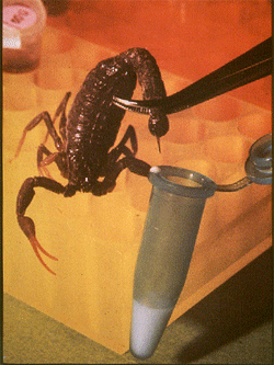 Milking a Scorpion