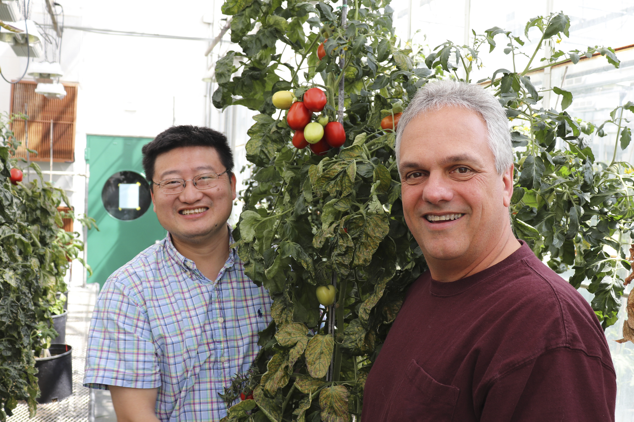 Tomato Genome Mapping