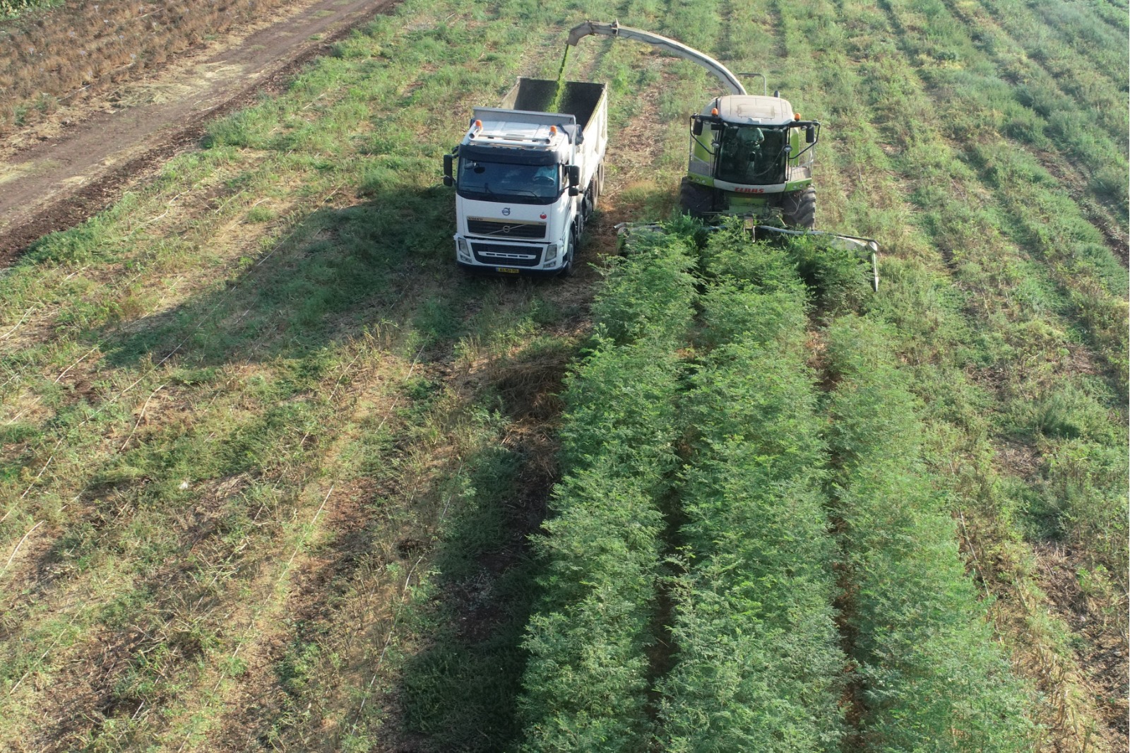 Moringa Field