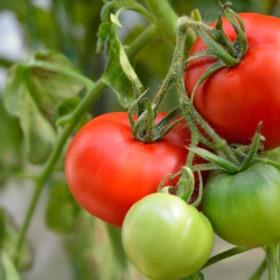 Breeding Taste Back into Tomatoes